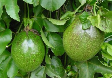 Vazio sanitário do maracujá começa em julho