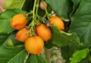 Zapotilla  es una fruta que nos encontramos  en la serranía de coraza una magia descubrir ese sabor #agroecologia #montesdemaria .