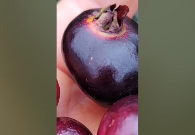 A linda Cereja Murta preta”Eugenia aff ligustrina”