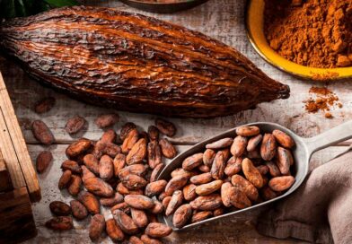 Estudio científico revela el país de América Latina donde se originó el cacao y como se esparció por el mundo