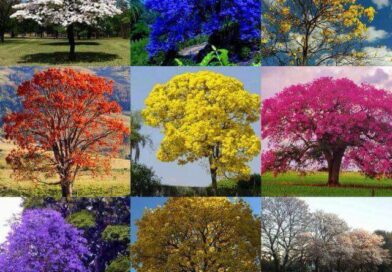 A HISTÓRIA DOS IPÊS. 
 Quando Deus estava preparando o mundo, se reuniu em uma t…