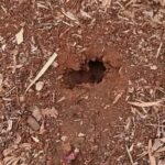 04/07/2024 parte da manhã aqui no #viveirociprest
 Formigas cruzam vários cantei…