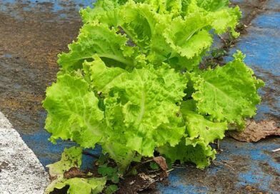 Esta lechuga encontró un lugar donde hacer sus crespos crecer  Feliz tarde de do…