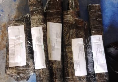 Empacando segunda tanda de esquejes de pepino dulce. Esquejes con raiz a 2000. P…