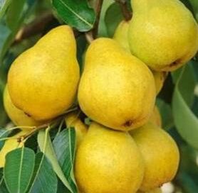 O potencial da pera no agronegócio catarinense: tradição e inovação para o futuro