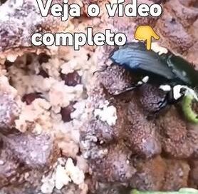 Bicho na Fruta #fruit #sucessovital #frutiferas #plantas #natureza